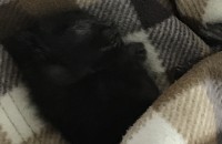 아기고양이 분양중입니다