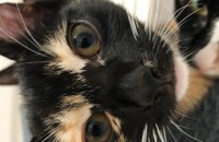 코숏 3개월 여아 두마리 무료분양합니다(서울 마포)