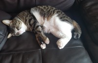 서울 강북구 고등어태비 1살된 개냥이 남아 무료분양합니다.