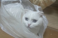 스코티쉬폴드 1살