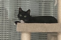 5살 건강한 코숏 무료분양 합니다.