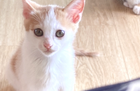 아기고양이남매 무료입양보냅니다.