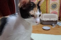 2023년8월12일생 암묘3마리 무료분양.