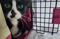 개에게 물려 다친 턱시도 애기의 가족을 기다려요