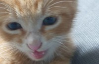 한달 정도 된 아가냥이 분양합니다.