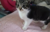 애기 고양이 무료 분양합니다