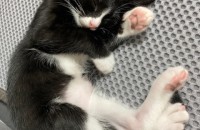 2월된 애교쟁이 턱시도 아깽이입니다.