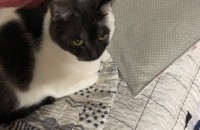 코셧 두마리 입양보냅니다..