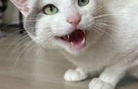 가족처럼 키워주실 입양처를 구합니다.