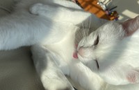 경북입니다 개냥이 무료분양해요