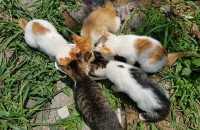 3개월아기고양이 분양해요