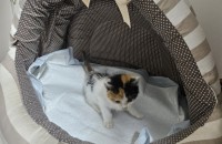 화성시 4주된 사랑스러운 아기 고양이 입양처 찾습니다