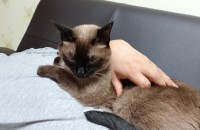 이쁜 우리 마롱이 사랑으로 키워주실분 찾습니다~~