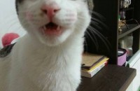 우리힐링이가 새로운가족을 기다립니다^ ^