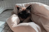 세살 샴고양이 여아 분양합니다