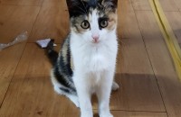 3개월 코숏 삼색이 무료분양합니다