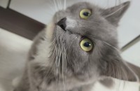 귀여운 고양이 무료분양(수컷2 암컷1) 중성화X