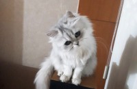 2살 페르시안 친칠라 분양합니다.
