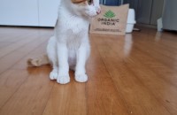 3개월된 아기 치즈냥이 무료 분양합니다.