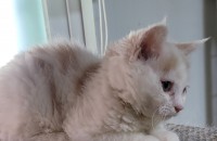 브리티쉬 수컷 무료분양해요