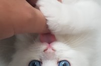 페르시안친칠라 아가냥이에요