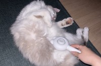 랙돌 고양이 분양합니다