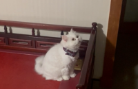 (인천)터키쉬 앙고라 여아(중성화 유)