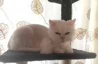 페르시안 여아(중성화완료)