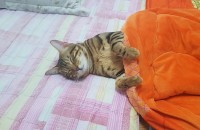 뱅갈 고양이 분양 보냅니다.