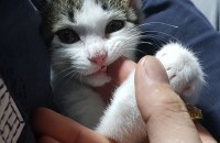 2개월반차 되는 여아고양이 입양하실분...