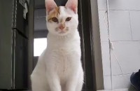 이쁜 냥이 입양하실 집사님 찾아요^^