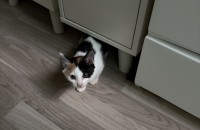 고양이 무료분양합니다.