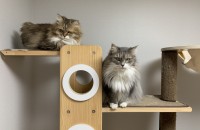 노르웨이 숲 / 여아 / 10살 / 두 아이 / 강아지 같은 언니와 정말 고양이 같은 동생 입니다.