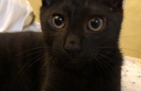 부산 코숏 올블랙 6 개월 중성화 O 수컷 분양합니다