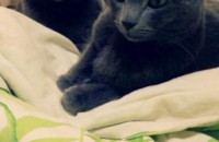 서울 러시안블루 2마리 함께 분양