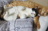 집고양이 2살 2마리 분양합니다