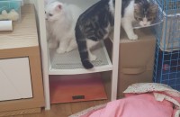 충북청주//브리티쉬,먼치킨롱레그 분양합니다.