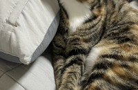 5개월 된 여아 개냥이 마요, 네즈 무료 분양합니다!!