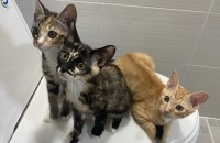 꽃샘추의 때 구조된 개냥이들의 가족을 찾습니다 ????