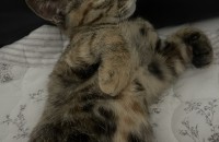 5개월 아기고양이 분양해요