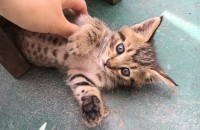 대전- 아기고양이의 집사님 찾아요!