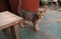 대전- 아기들을 구제해주세요ㅠㅠ