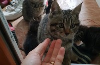 [대전] 애교많은 아가 길냥이 예쁘게 키워주신 분~!