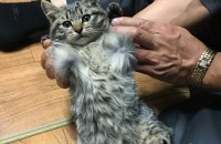 <대전> 애교많은 아가고양이 데려가실 분 찾습니다!!!