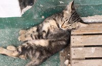 대전- 2달된 아기고양이 데려가실 집사님 찾아요~!!