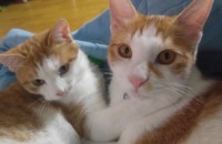 냥이 남매 부탁드립니다.