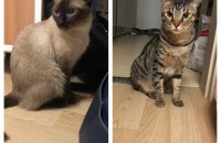 뱅갈.샴.무료분양해요