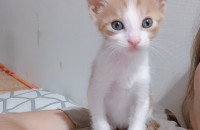 무료분양합니다