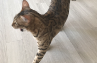 뱅갈암컷 1년반 중성화됬어요/제주