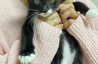 3개월된 새끼고양이들 분양보내요